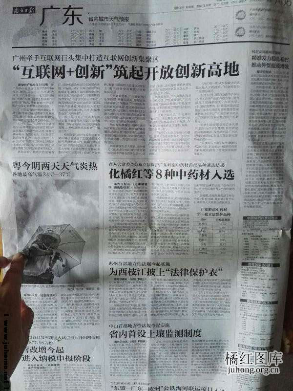 化橘红报纸