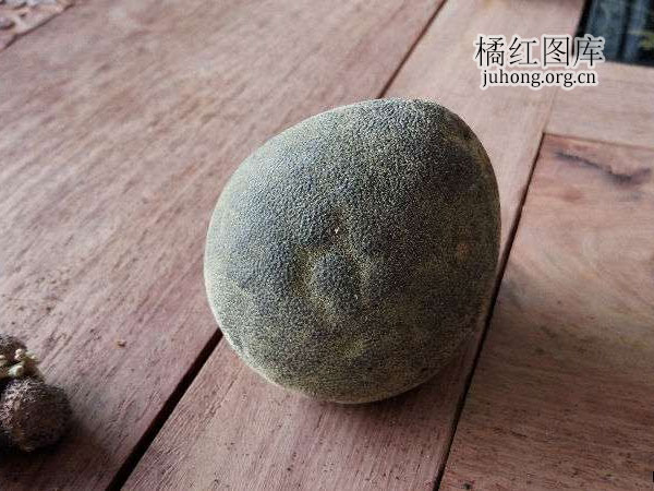 陈年化州橘红
