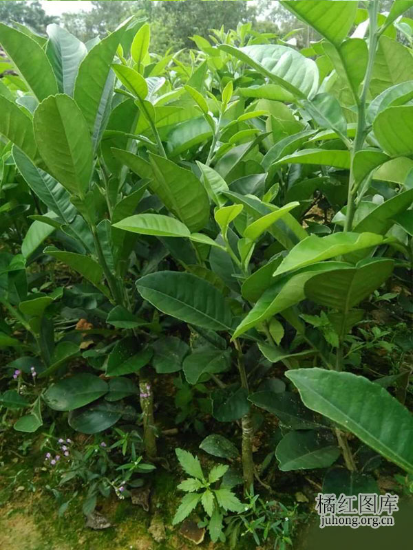 橘红苗